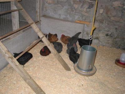 Goat Troubles Image